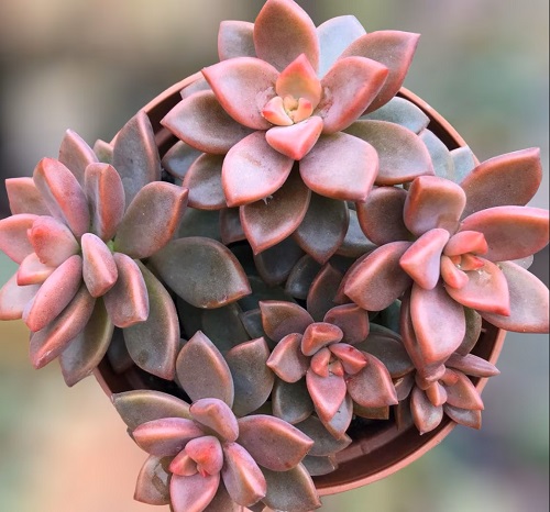 26 Types of Succulent with Pink Flowers | Pink Flowering Succulents 5