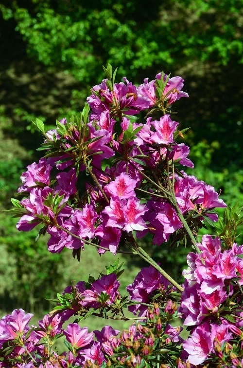 13 Most Vibrant Purple Azalea Varieties for Your Home and Garden 7