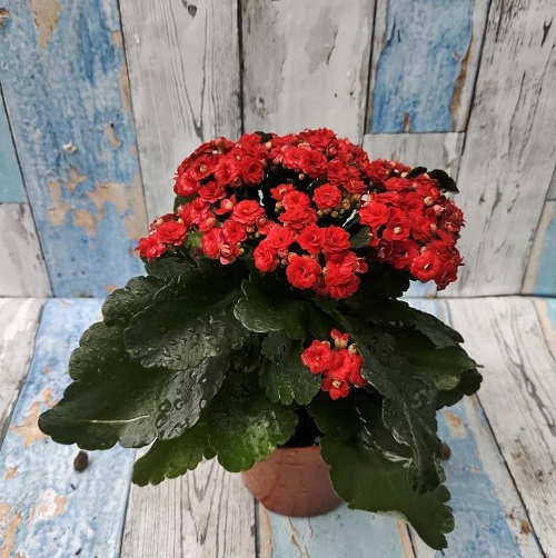 24 Types of Succulent with Red Flowers 1