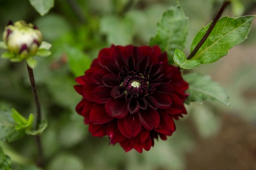 21 Mysterious Black Dahlia Flower Varieties 9