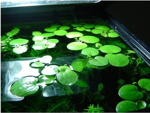 16 Best Aquarium Floating Plants for a Stunning Display 2