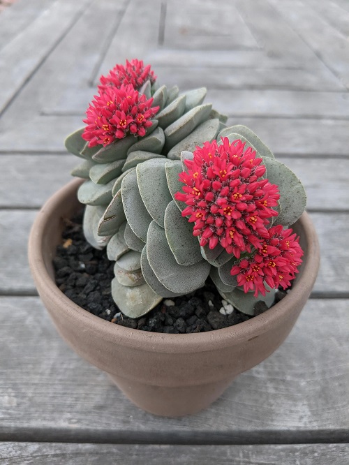 24 Types of Succulent with Red Flowers 6