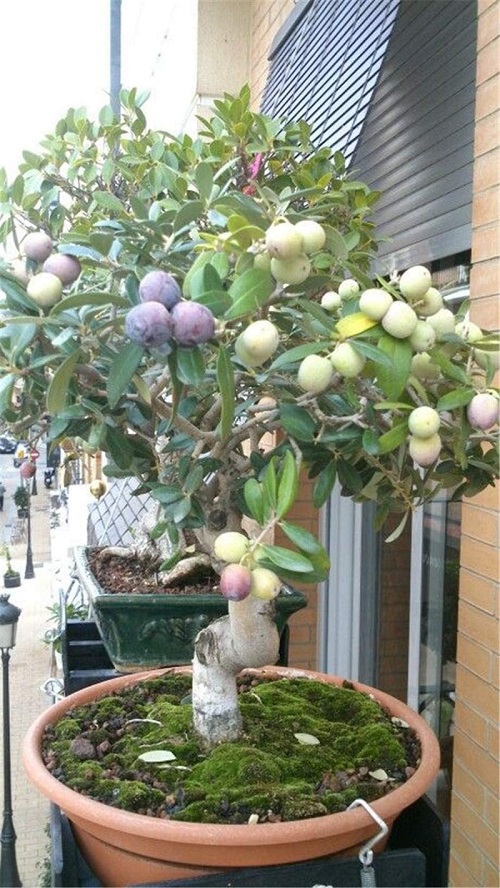 24 Bonsai Fruit Trees for You Living Room | Mini Fruit Trees 5