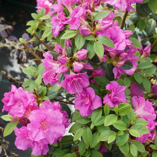 13 Most Vibrant Purple Azalea Varieties for Your Home and Garden 6
