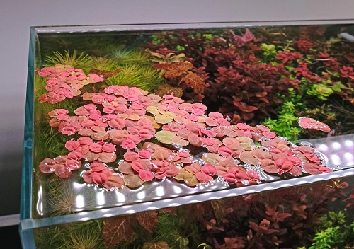 16 Best Aquarium Floating Plants for a Stunning Display 3