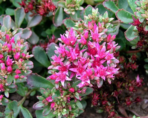 26 Types of Succulent with Pink Flowers | Pink Flowering Succulents 6