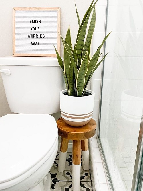 How to Grow Any Plant in Bathroom Even without Windows 6