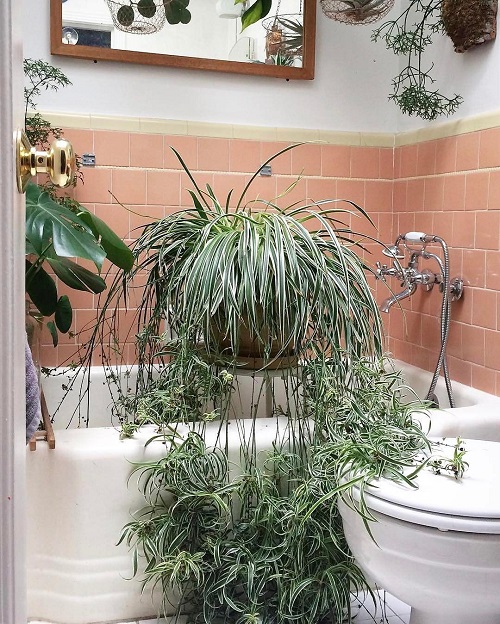 How to Grow Any Plant in Bathroom Even without Windows 7