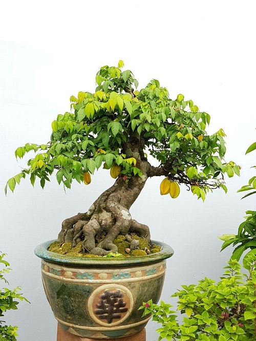 24 Bonsai Fruit Trees for You Living Room | Mini Fruit Trees 3