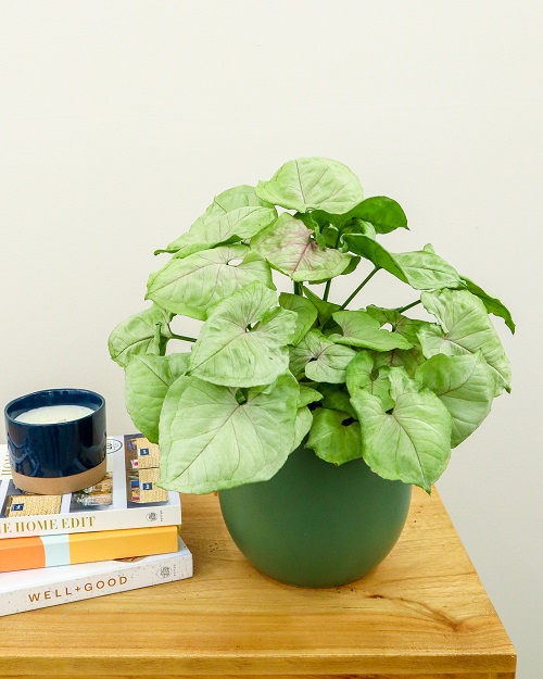 Best Fast Growing Indoor Plants 11