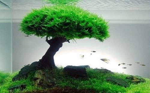 16 Best Aquarium Floating Plants for a Stunning Display 5