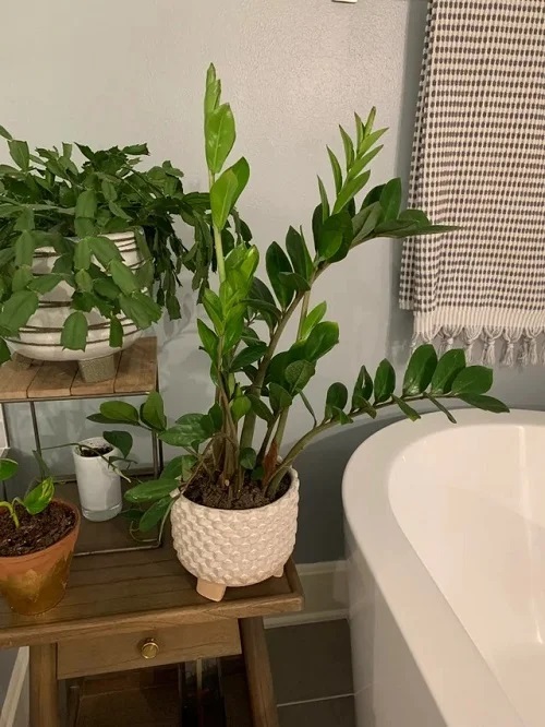 How to Grow Any Plant in Bathroom Even without Windows 9