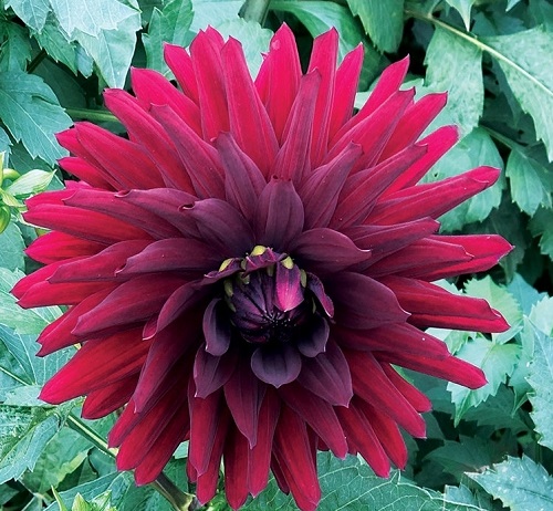 21 Mysterious Black Dahlia Flower Varieties 4