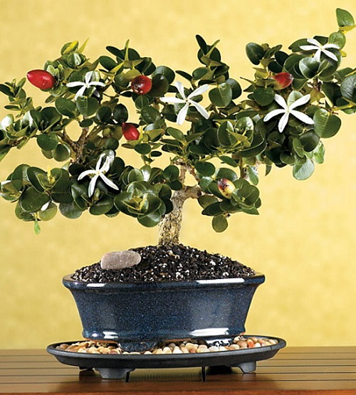 24 Bonsai Fruit Trees for You Living Room | Mini Fruit Trees 10