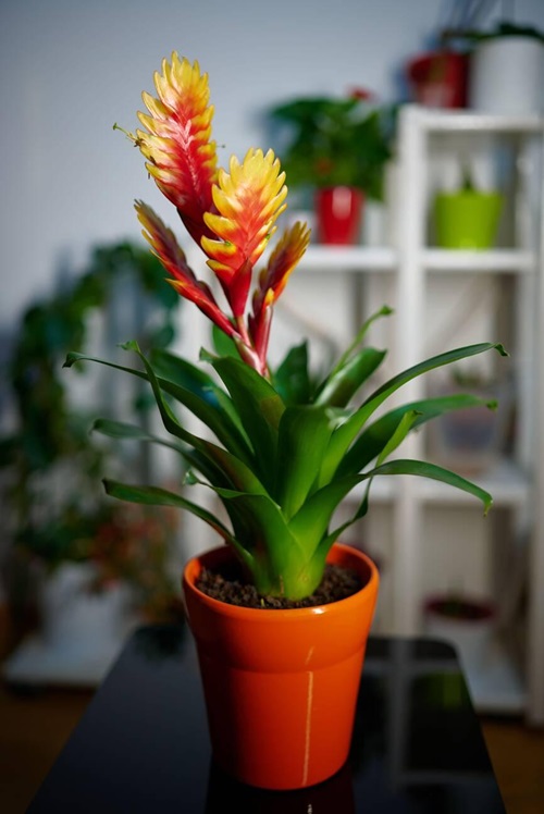 Indoor Flowering Tropical Plants- bromeliad