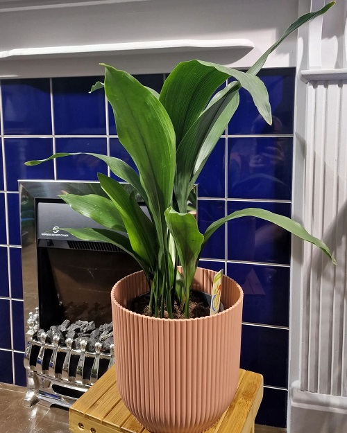 How to Grow Any Plant in Bathroom Even without Windows 11