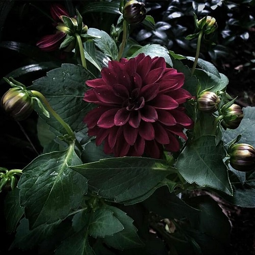 21 Mysterious Black Dahlia Flower Varieties 6