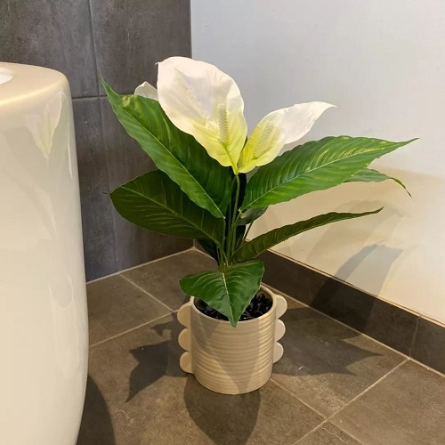 How to Grow Any Plant in Bathroom Even without Windows 1