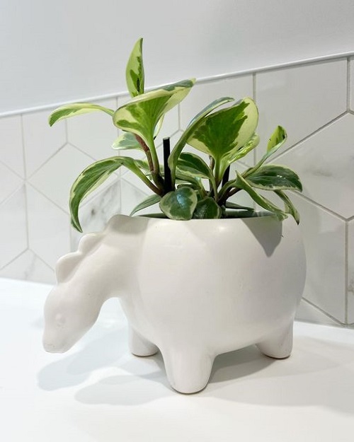 How to Grow Any Plant in Bathroom Even without Windows 2