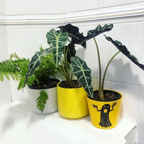 How to Grow Any Plant in Bathroom Even without Windows 3