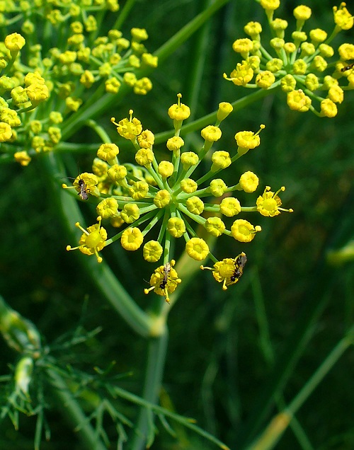 11 Plants that Look Like Dill 1