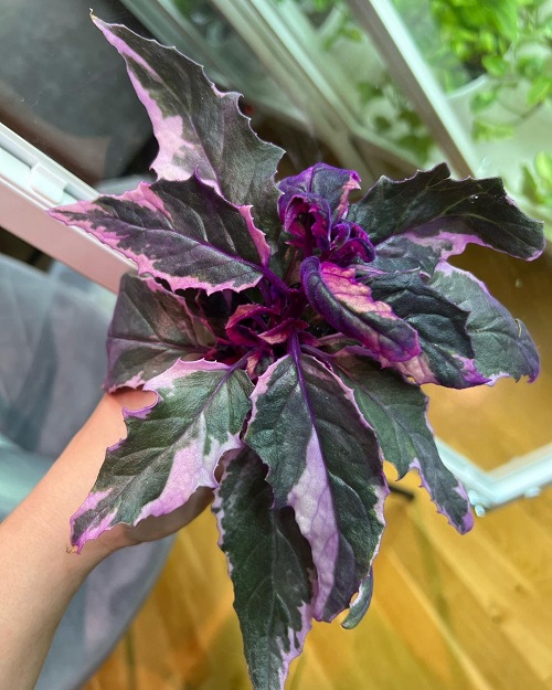 Plant with Purple and Green Leaves 4