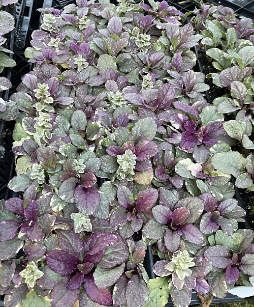 Plant with Purple and Green Leaves 28
