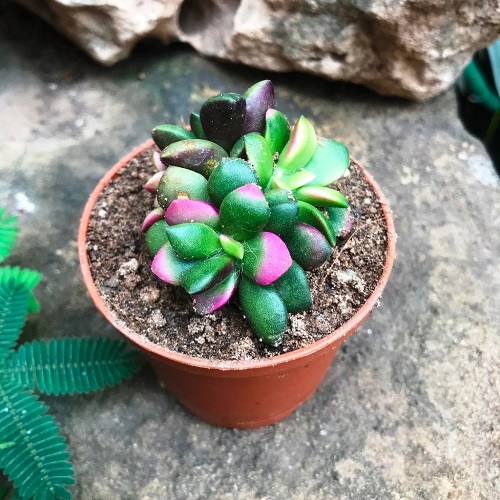 Plant with Purple and Green Leaves 23