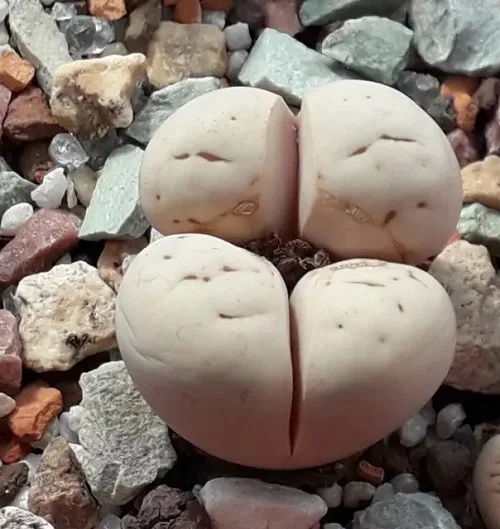 Plants that Look Like Human Body Parts 9