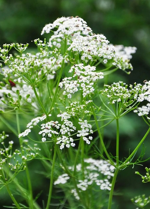 11 Plants that Look Like Dill 3