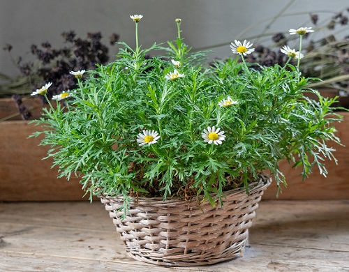 11 Plants that Look Like Dill 5