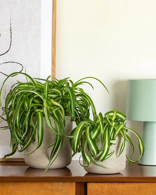 Spider Plant That Love Neglect