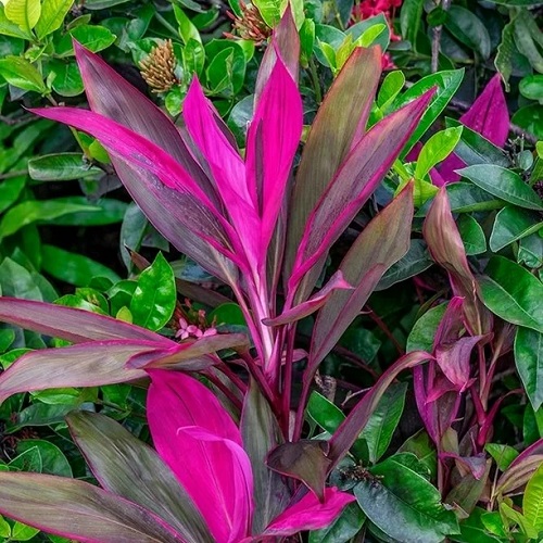 15 Varieties of Plant with Pink Edges on Leaves 5