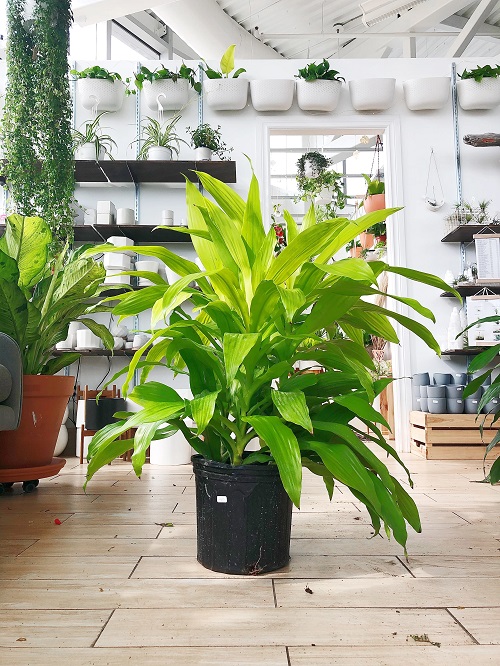 17 Best Plants to Keep Next to TV | Plants Around TV Ideas 3