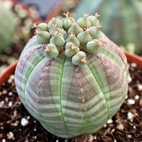 10 Succulents that Look Like Rocks and Stones 1