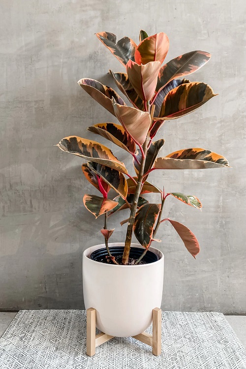 15 Varieties of Plant with Pink Edges on Leaves 1