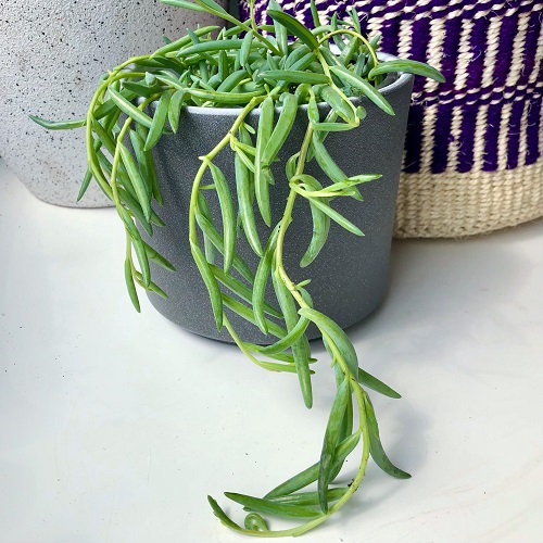 10 Succulents that Look Like Green Beans 2