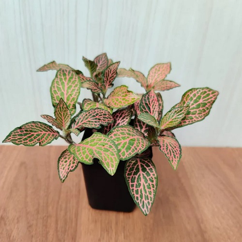 Plants with Pink and Green Leaves 6