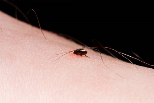 15 Tiny Black Bugs That Look Like Poppy Seeds | Preventive Measures 7