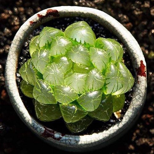 10 Succulents that Look Like Rocks and Stones 3