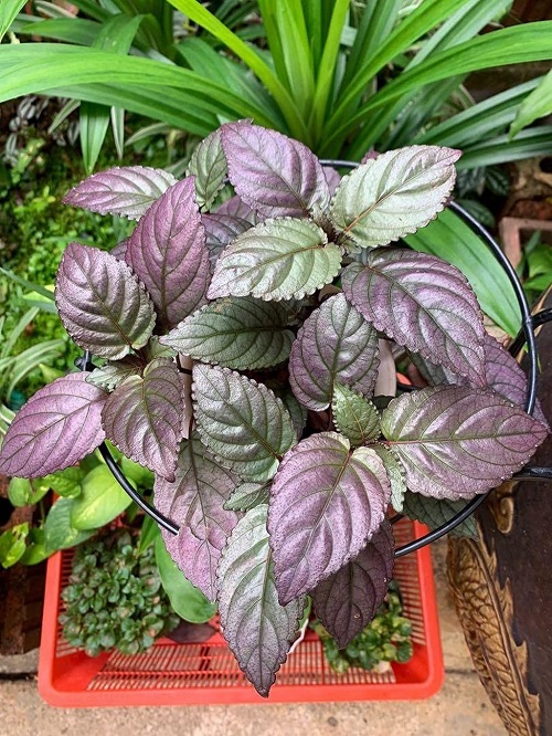 Plant with Purple Under Leaves 9