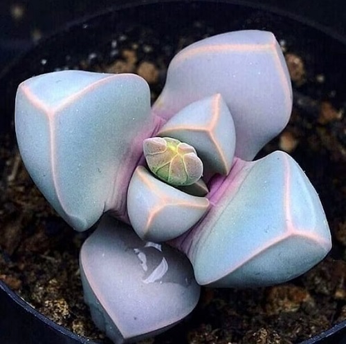 10 Succulents that Look Like Rocks and Stones 5