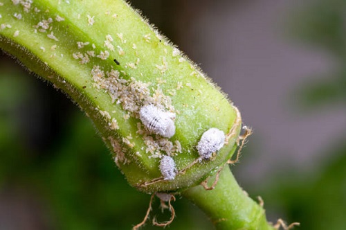 20 LITTLE WHITE BUGS THAT LOOK LIKE LINT OR DUST + HOW TO REMOVE BUGS 7