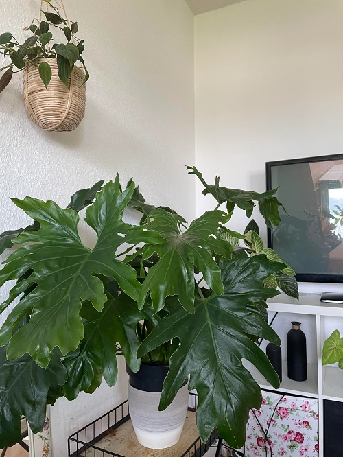17 Best Plants to Keep Next to TV | Plants Around TV Ideas 9