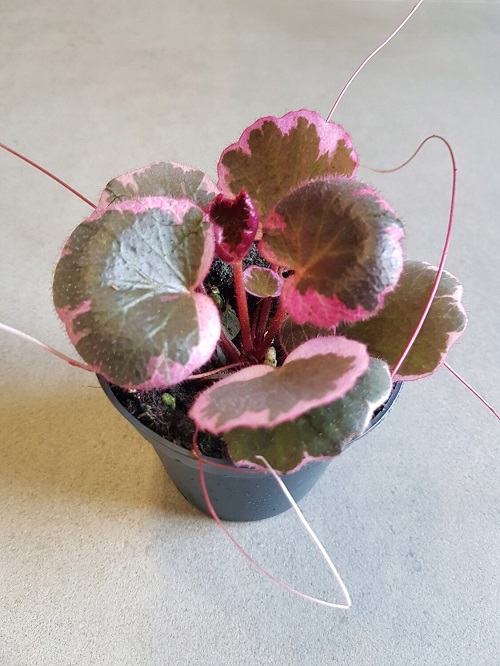 Plants with Pink and Green Leaves 9