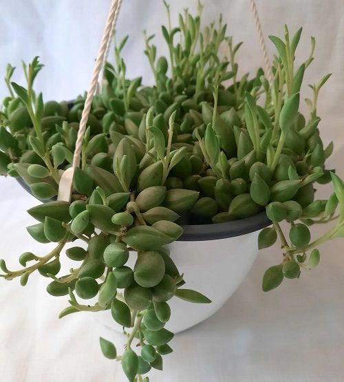 10 Succulents that Look Like Green Beans 1