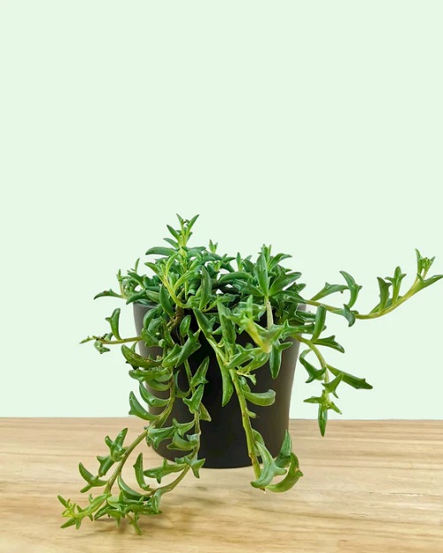 10 Succulents that Look Like Green Beans 4