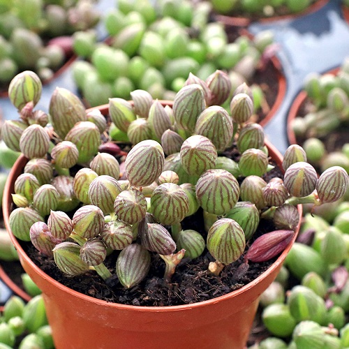 10 Succulents that Look Like Green Beans 3