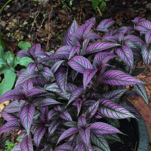 Plant with Purple and Green Leaves 3
