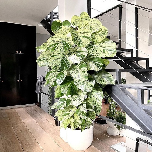 35 Plants with Green and White Leaves 4